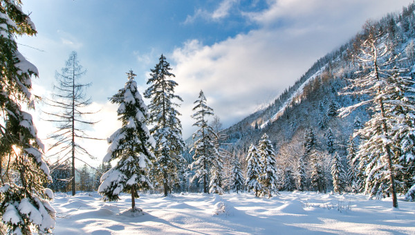 Bäume, Wiese im Winter mit Aussicht auf die Alpen und den Wald